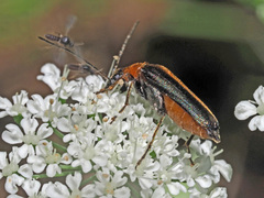 Anogcodes rufiventris