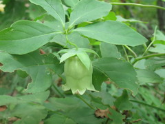 Codonopsis lanceolata