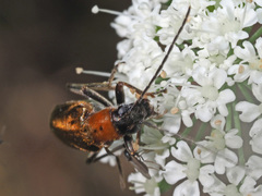 Anogcodes rufiventris