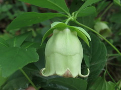 Codonopsis lanceolata