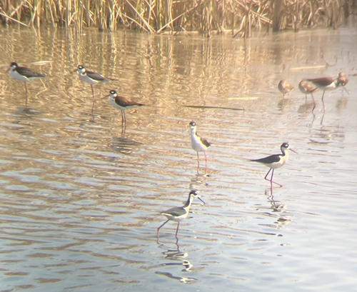 iNaturalist observation photo of Black-necked Stilt