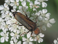 Anogcodes rufiventris