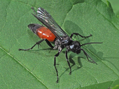 Arachnospila