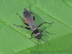 Arachnospila