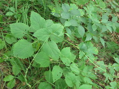 Phryma