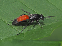 Arachnospila