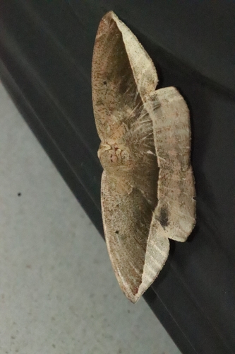Oxydia sociata