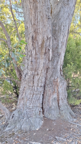 Image of Eucalyptus obliqua by no rights reserved