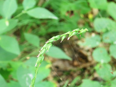 Phryma