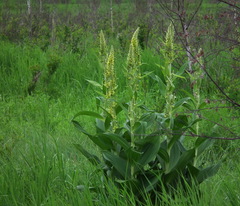 Veratrum oxysepalum