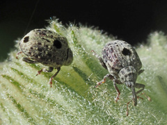 Cionus montanus