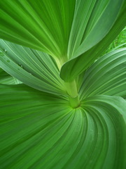 Veratrum oxysepalum