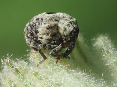 Cionus montanus