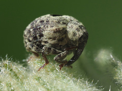 Cionus montanus