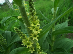 Veratrum oxysepalum