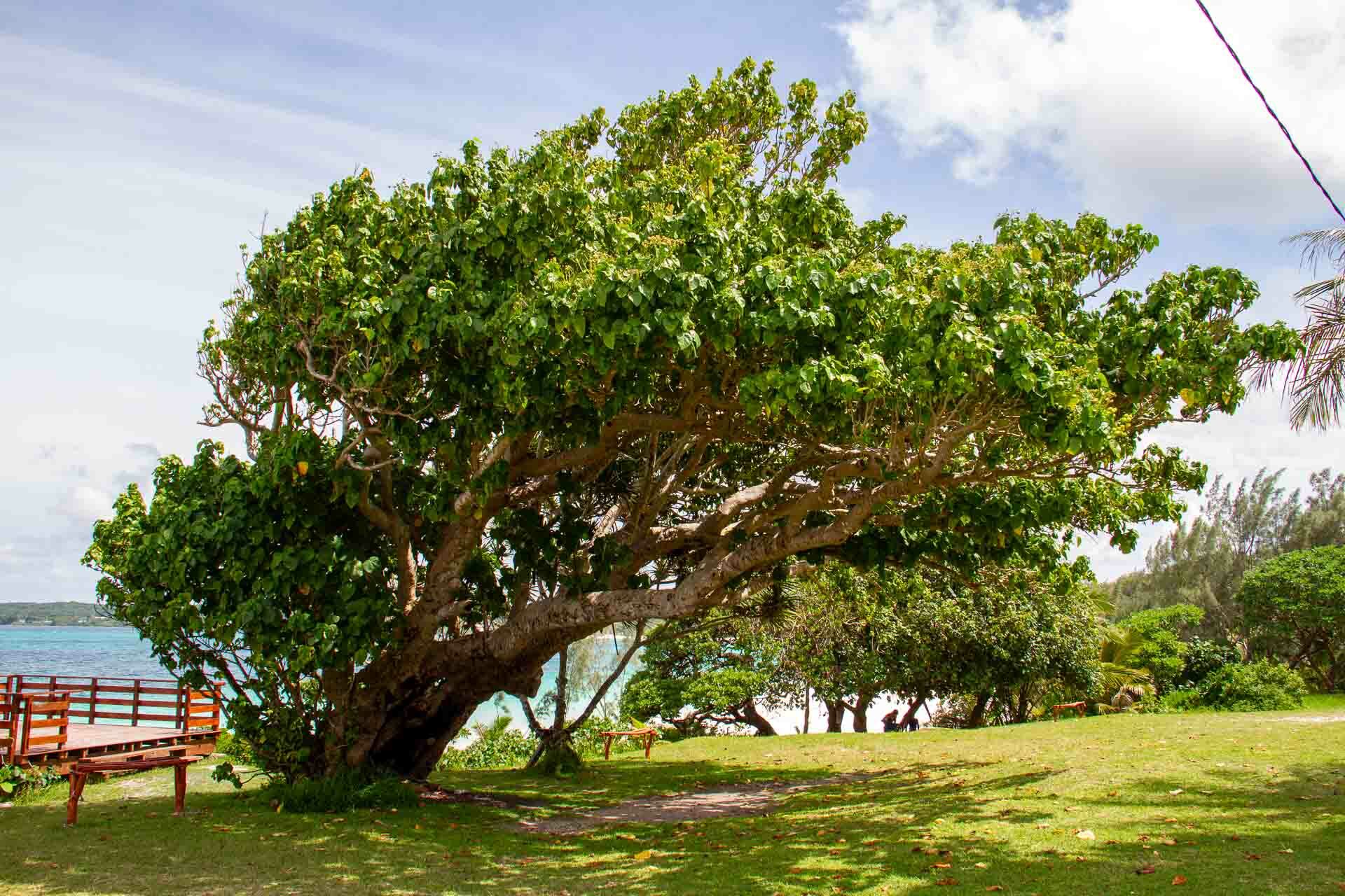 Imagem de Pau-de-jangada