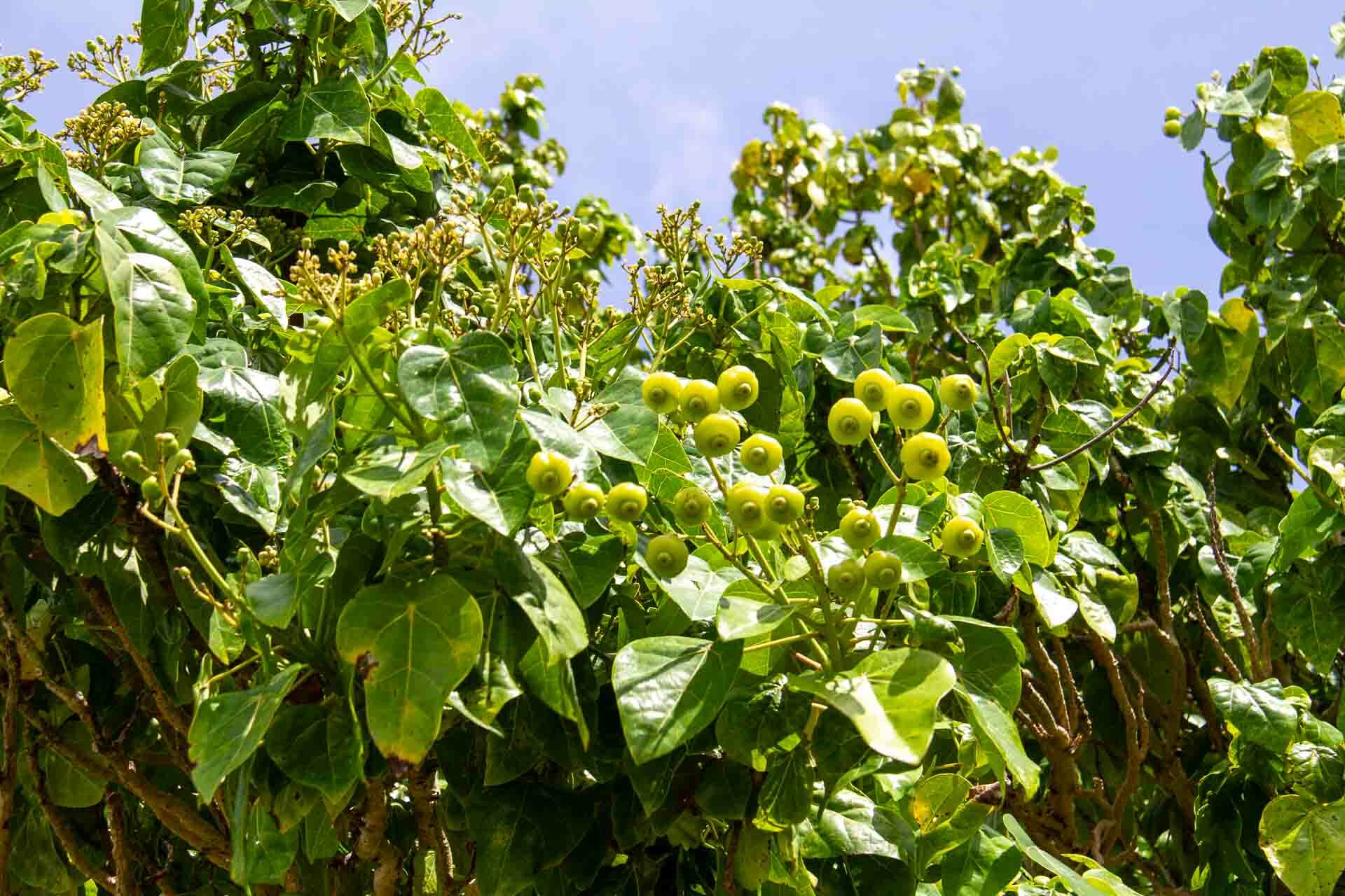 Imagem de Pau-de-jangada