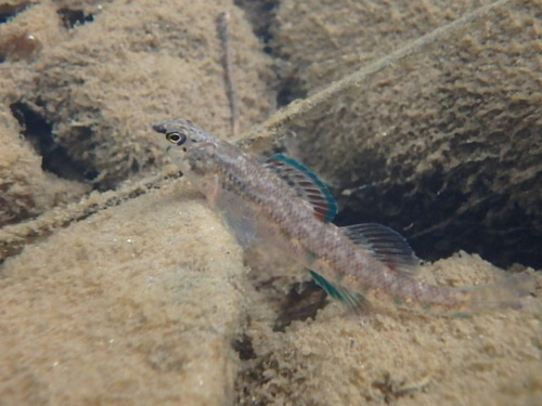 Cherokee Darter