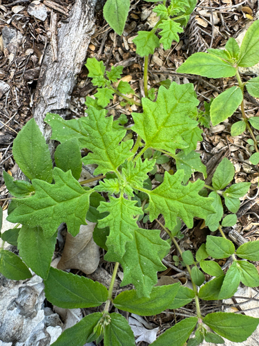 Dysphania carinata observed 2025-03-02