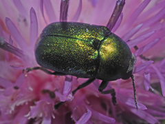 Cryptocephalus sericeus
