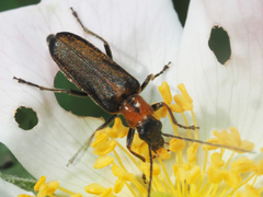 Anogcodes rufiventris