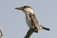 Halcyon chelicuti chelicuti