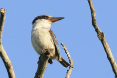 Halcyon chelicuti chelicuti