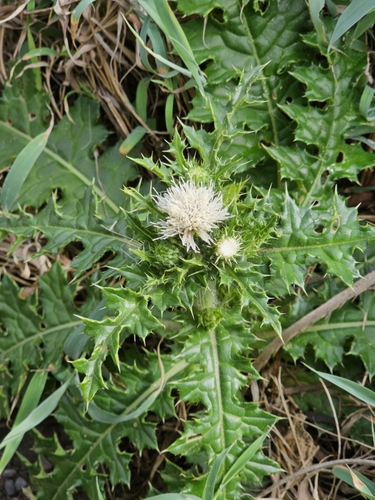 Cirsium brevicaule iNat (2)