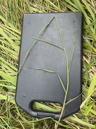 Foto de Capim-arroz