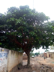 Ficus polita