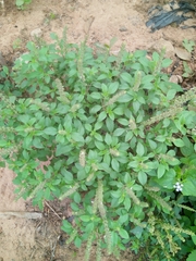 Ocimum americanum