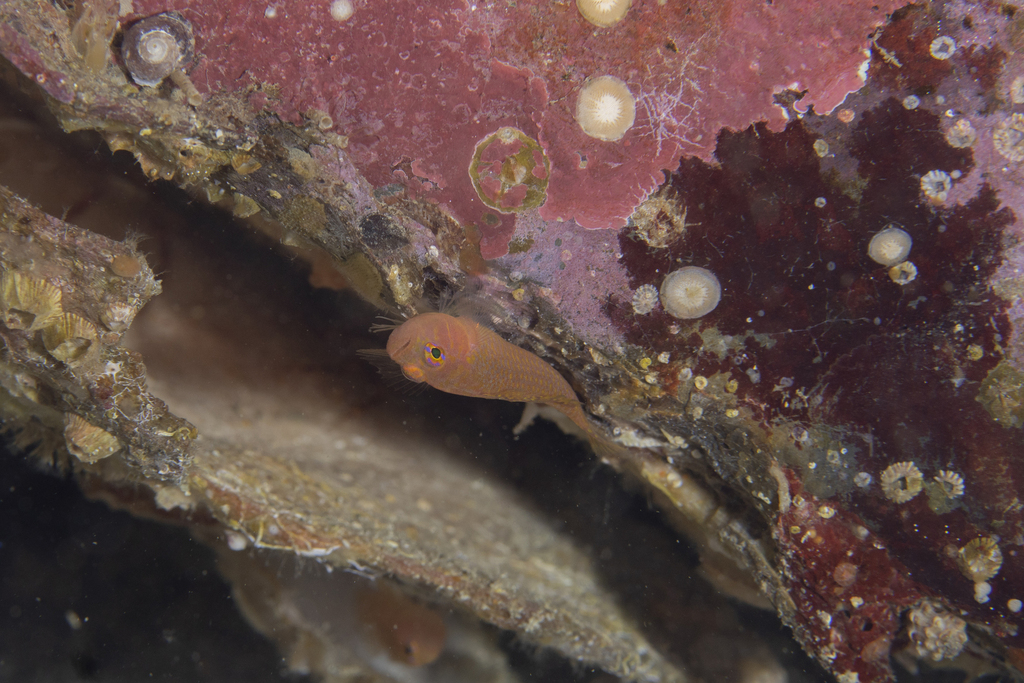Kudo's Pygmygoby