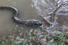 Cerberus schneiderii