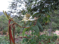 Bauhinia ungulata