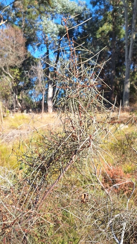 Image of Hakea carinata by no rights reserved