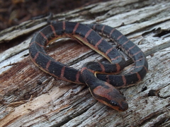 Homalopsis buccata