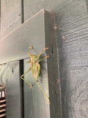 Neobarrettia spinosa