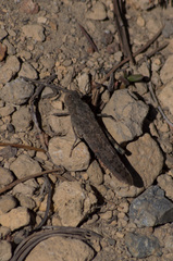 Circotettix undulatus