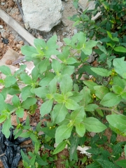 Acanthospermum hispidum