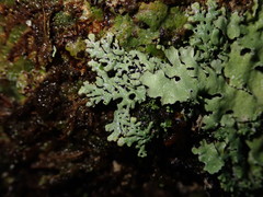 Menegazzia nothofagi