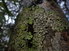 Notoparmelia testacea