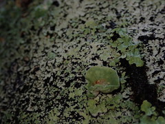 Notoparmelia testacea