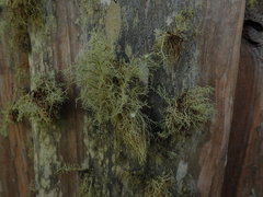 Usnea baileyi