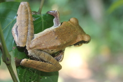 Polypedates macrotis