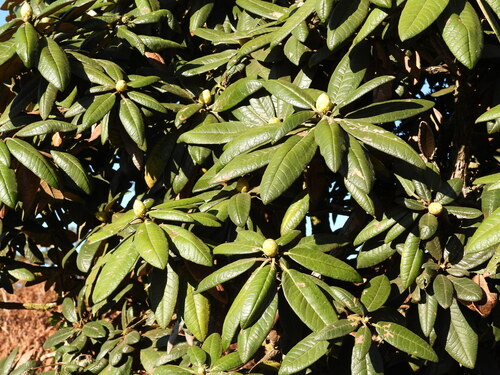 Image of Rhododendron arboreum by (c) Mark Clarke, some rights reserved (CC BY)