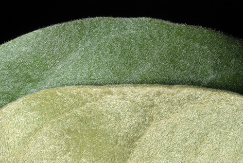 Sophora tomentosa