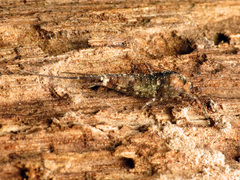 Pedetontus saltator