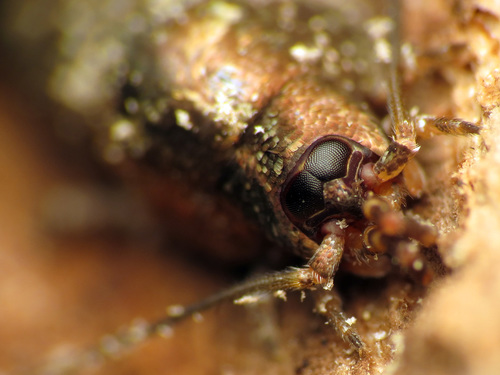 Jumping Bristletail photo 5