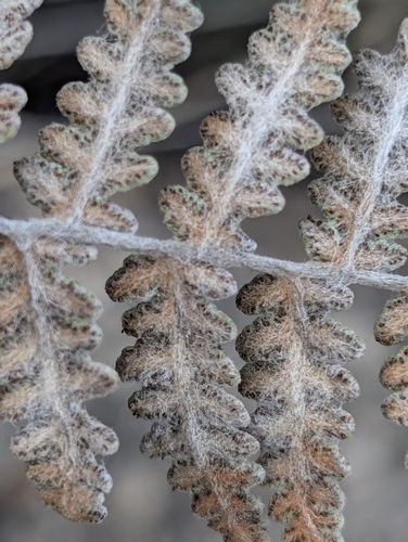 Image of Myriopteris newberryi by (c) Jason Schock, some rights reserved (CC BY)