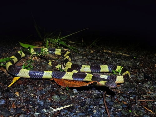 Banded Krait